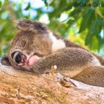 Koala-Yanchep-National-Park-Perth-YPW1.25-V1-TH1